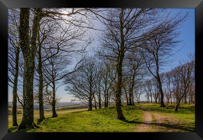 Chanctonbury Light Framed Print by Malcolm McHugh