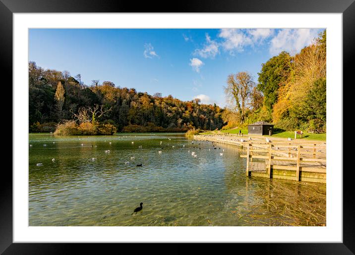 Autumn Sun on Swanbourne Lake Framed Mounted Print by Malcolm McHugh