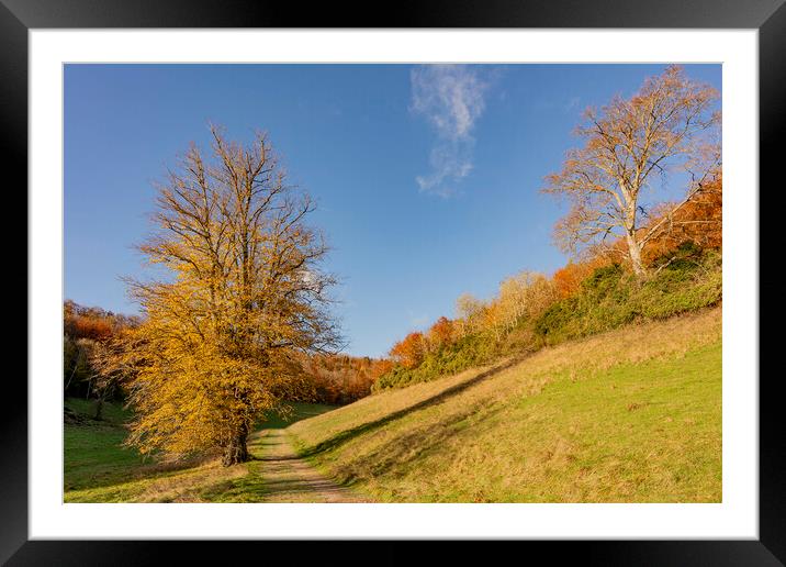 Autumn in Arundel Park Framed Mounted Print by Malcolm McHugh