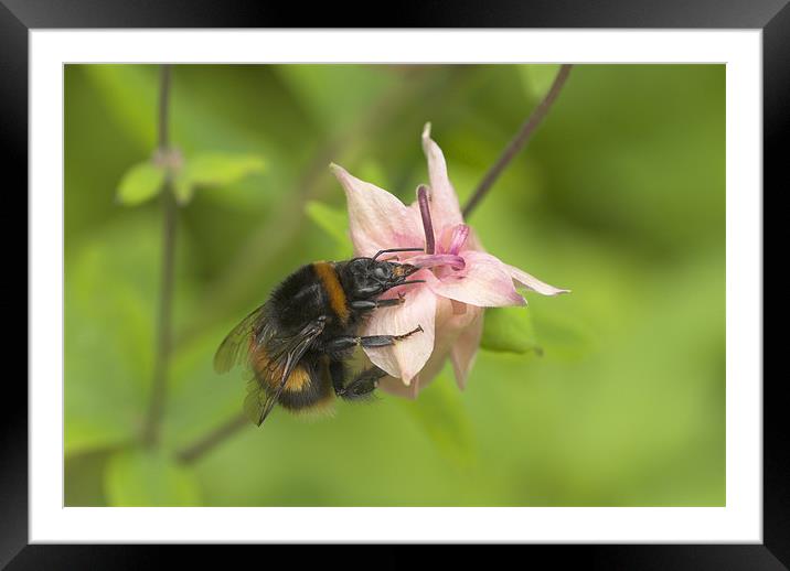 Busy Bee Framed Mounted Print by Malcolm McHugh