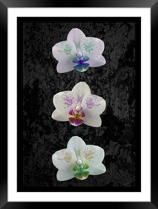 Orchid Trio Framed Mounted Print by Malcolm McHugh