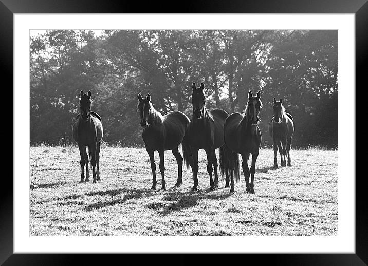 Early Morning Horses Framed Mounted Print by Malcolm McHugh