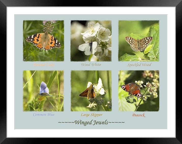 Winged Jewels Framed Mounted Print by Malcolm McHugh