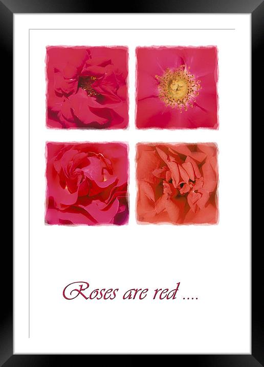 Roses are red .... Framed Mounted Print by Malcolm McHugh