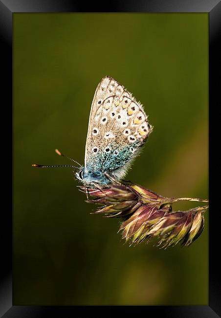 Chalkhill Blue Butterfly Framed Print by Malcolm McHugh