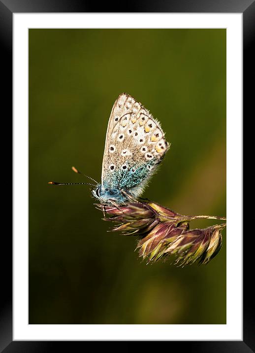 Chalkhill Blue Butterfly Framed Mounted Print by Malcolm McHugh