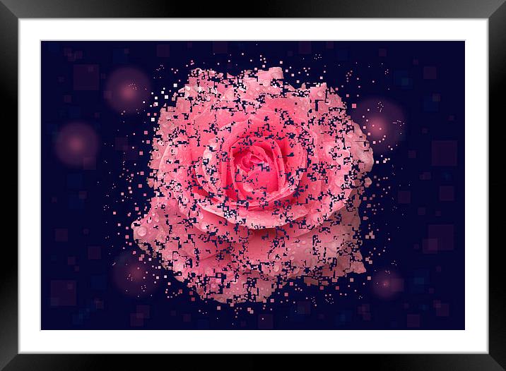 Shattered Rose Framed Mounted Print by Malcolm McHugh