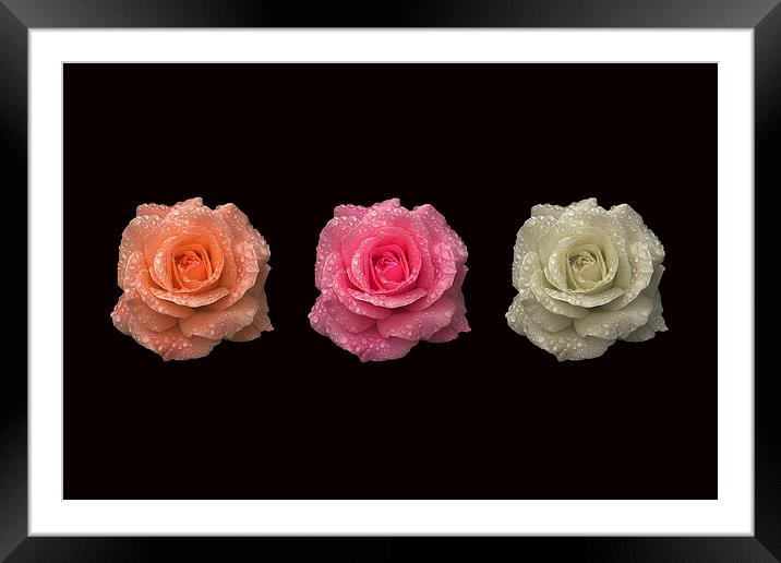 Three in a Roses Framed Mounted Print by Malcolm McHugh