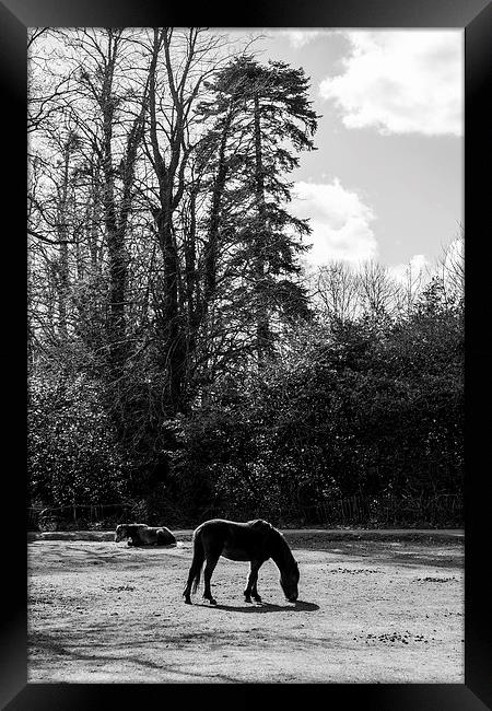 New Forest Silhouette Framed Print by Malcolm McHugh