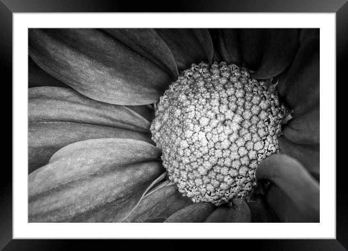  Flower - Up Close Framed Mounted Print by Malcolm McHugh