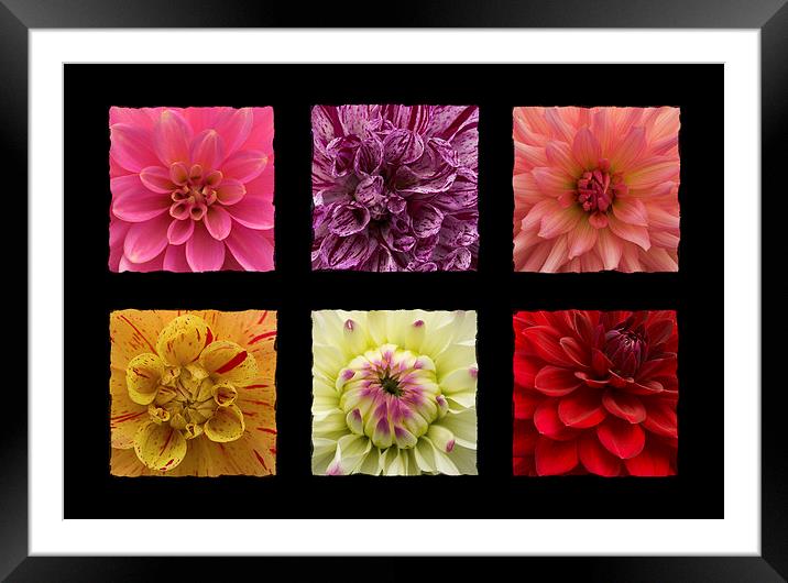 Dahlias Squared Framed Mounted Print by Malcolm McHugh