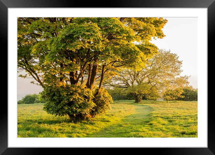 Shades of Spring at Cissbury Ring Framed Mounted Print by Malcolm McHugh