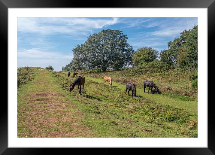 Majestic New Forest Ponies Grazing at Cissbury Rin Framed Mounted Print by Malcolm McHugh