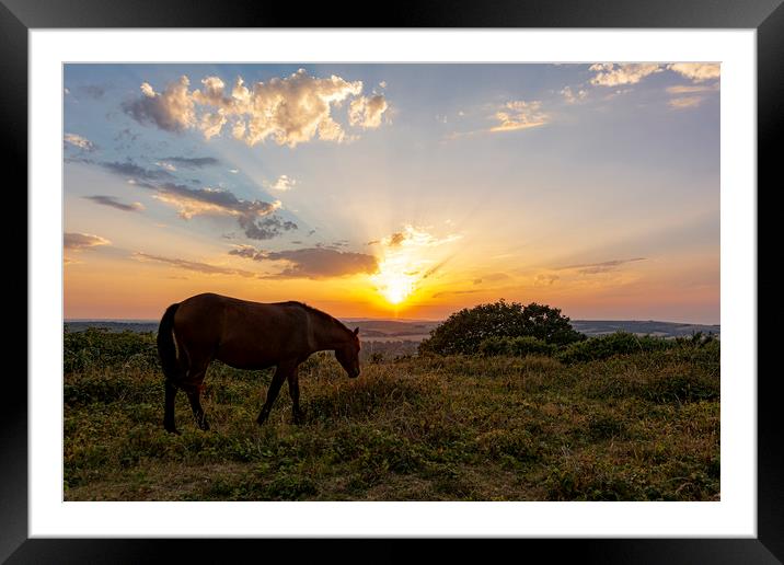 Sunset Grazing Framed Mounted Print by Malcolm McHugh