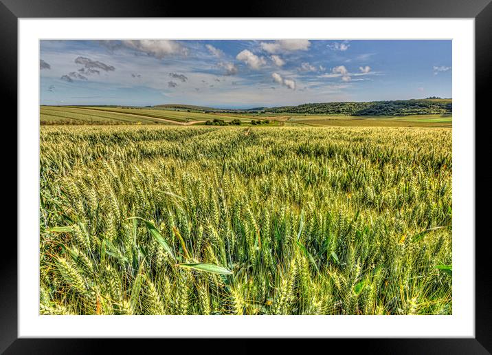 South Downs Barley Framed Mounted Print by Malcolm McHugh