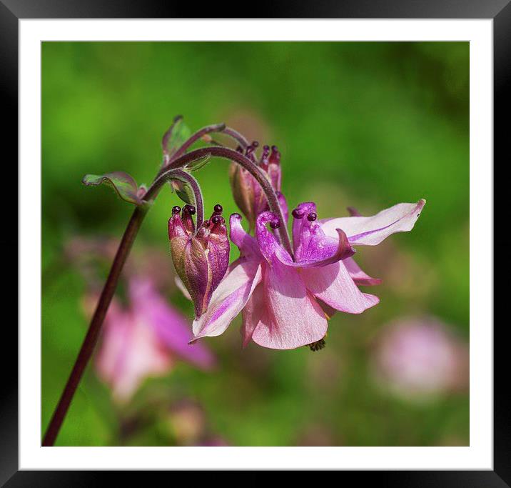  Pretty as a cottage garden Framed Mounted Print by Stephen Prosser