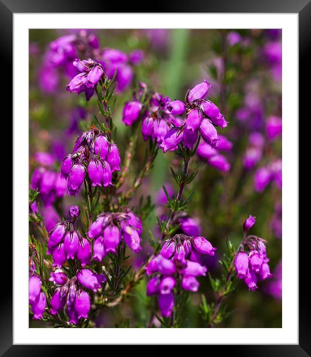  Lucky heather anyone! Framed Mounted Print by Stephen Prosser
