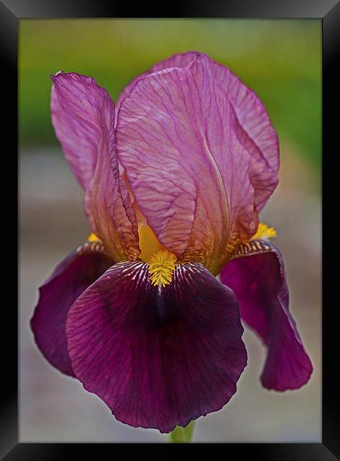  Bearded iris Framed Print by Stephen Prosser