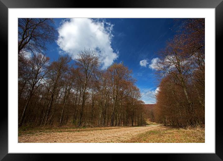 A woodland trail Framed Mounted Print by Stephen Prosser