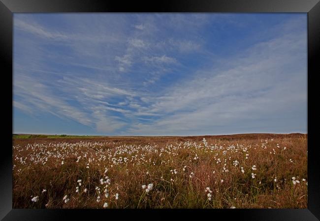 Cotton grass under blue skies Framed Print by Stephen Prosser
