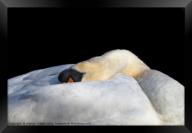 Sleeping Swan Framed Print by Martyn Arnold