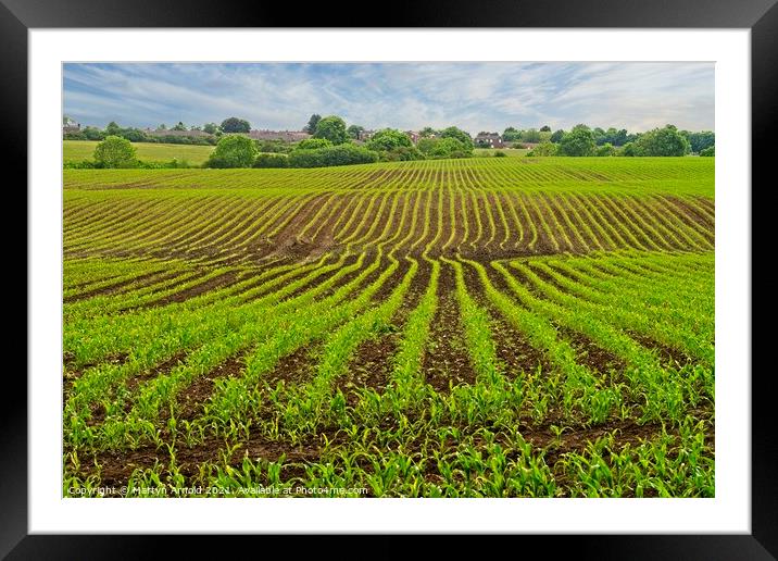 Corn Fields Framed Mounted Print by Martyn Arnold