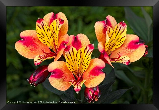 Lily of the Inca's  (Alstroemeria) Framed Print by Martyn Arnold