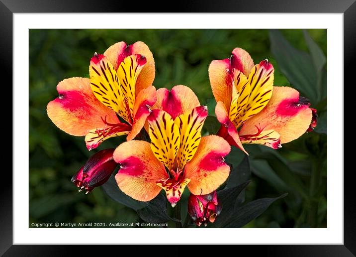 Lily of the Inca's  (Alstroemeria) Framed Mounted Print by Martyn Arnold