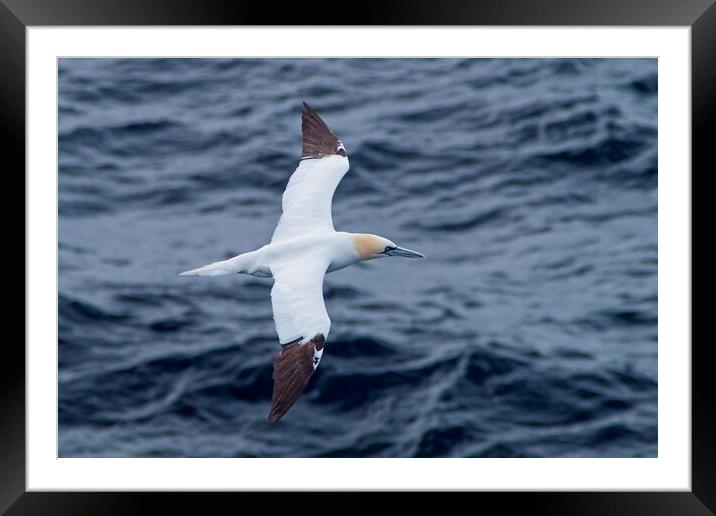 Northern Gannet (Morus bassanus) heading for Shetland Framed Mounted Print by Martyn Arnold