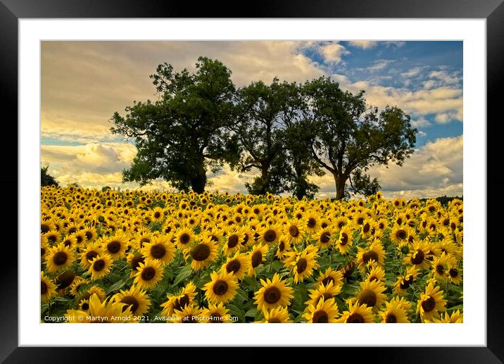 Sunflower Field - Helianthus Framed Mounted Print by Martyn Arnold