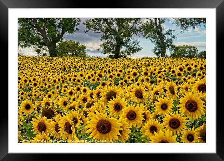 Sunflowers - Heliathus Framed Mounted Print by Martyn Arnold