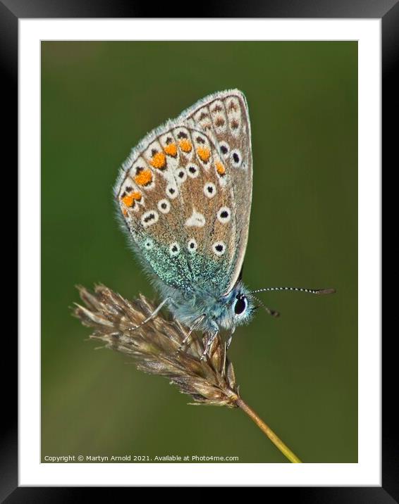 Male Common Blue Butterfly - Polyommatus icarus Framed Mounted Print by Martyn Arnold