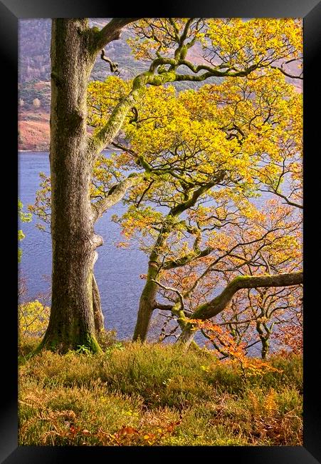 Autumn Trees at Ullswater Framed Print by Martyn Arnold