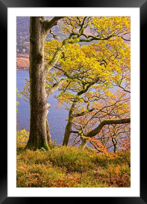 Autumn Trees at Ullswater Framed Mounted Print by Martyn Arnold
