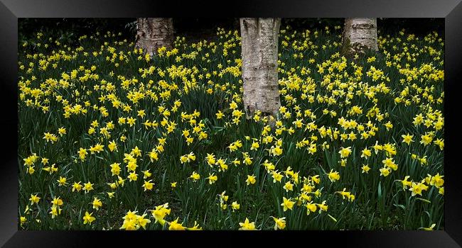 A Host of Golden Daffodils Framed Print by Martyn Arnold