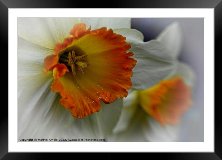 Daffodil Stamen Macro Framed Mounted Print by Martyn Arnold