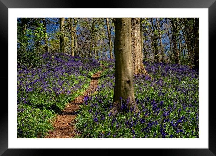 Enchanted Bluebell Wood Framed Mounted Print by Martyn Arnold