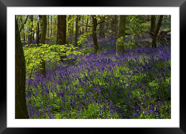English Bluebells Framed Mounted Print by Martyn Arnold