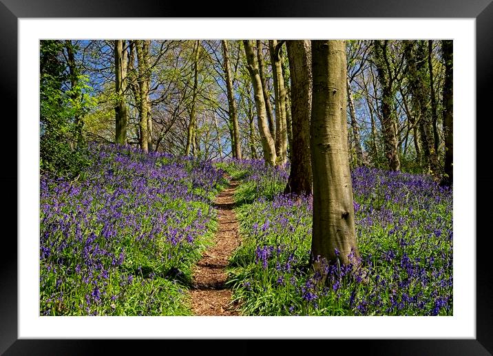 A Walk Through the Bluebell Wood Framed Mounted Print by Martyn Arnold