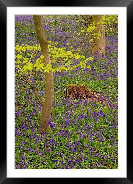 Carpet of Woodland Bluebells Framed Mounted Print by Martyn Arnold