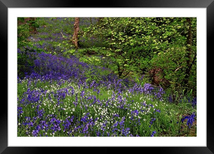 Woodland Wildflowers in Spring Framed Mounted Print by Martyn Arnold