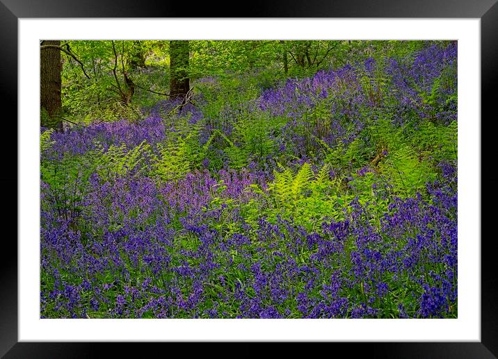 Sunlight on Woodland Ferns and Bluebells Framed Mounted Print by Martyn Arnold