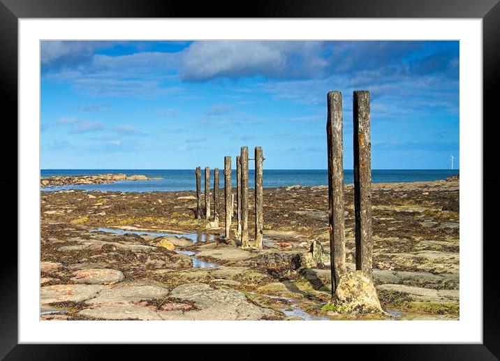 Old Groins on St. Mary's Island Framed Mounted Print by Martyn Arnold