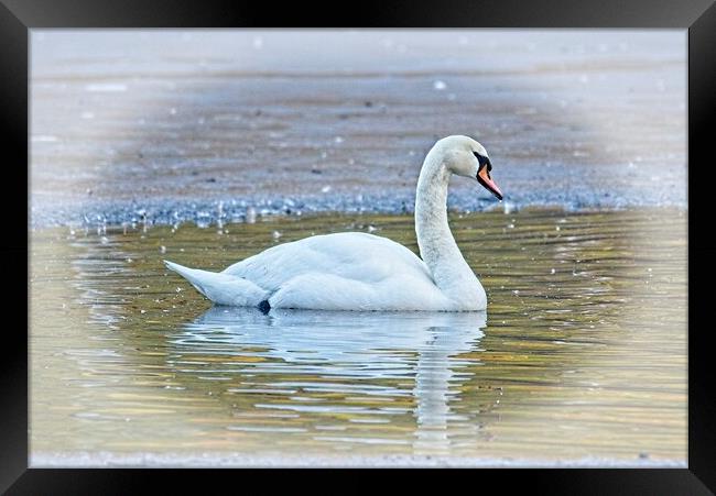 Majestic Mute Swan on a Winter Lake Framed Print by Martyn Arnold