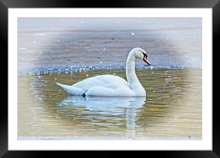 Majestic Mute Swan on a Winter Lake Framed Mounted Print by Martyn Arnold
