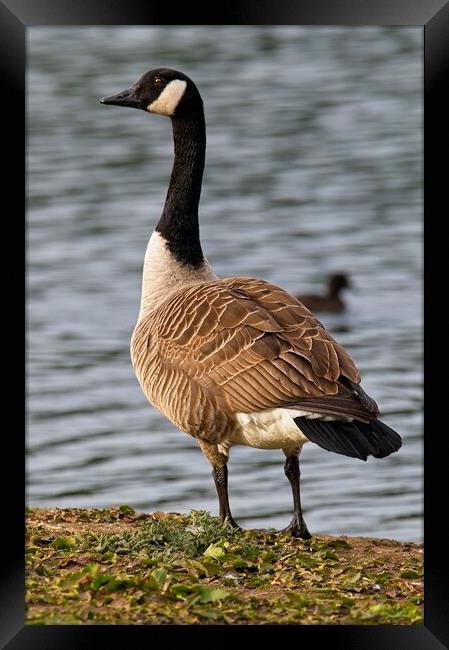 Canada Goose Looking Proud Framed Print by Martyn Arnold