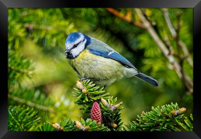 Bluetit Garden Bird Picture Framed Print by Martyn Arnold