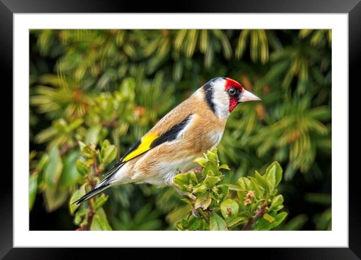Goldfinch Garden Bird on a branch Framed Mounted Print by Martyn Arnold