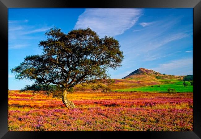 Autumn Moorland Heather on the North York Moors Framed Print by Martyn Arnold