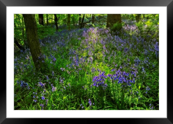 Evening Light in the Durham Bluebell Wood Framed Mounted Print by Martyn Arnold